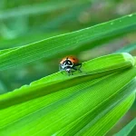Ladybugs in the Garden: Lifecycle and How to Attract Them Ladybugs in the Garden: Lifecycle and How to Attract Them