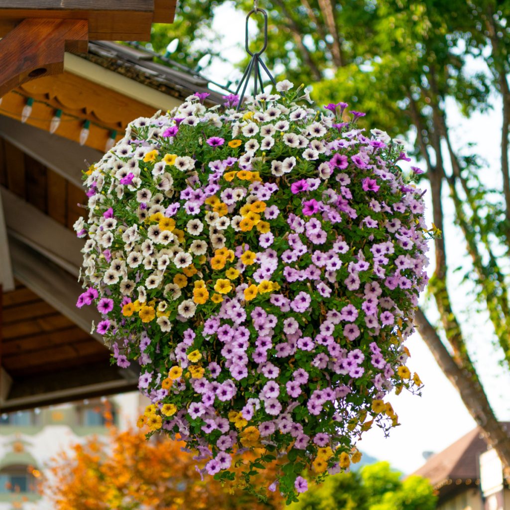 The Best Way To Keep Hanging Baskets Loaded With Blooms!