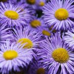 Best Of: Five Garden Secrets for Cultivating Inner Stillness Best Of: Five Garden Secrets for Cultivating Inner Stillness