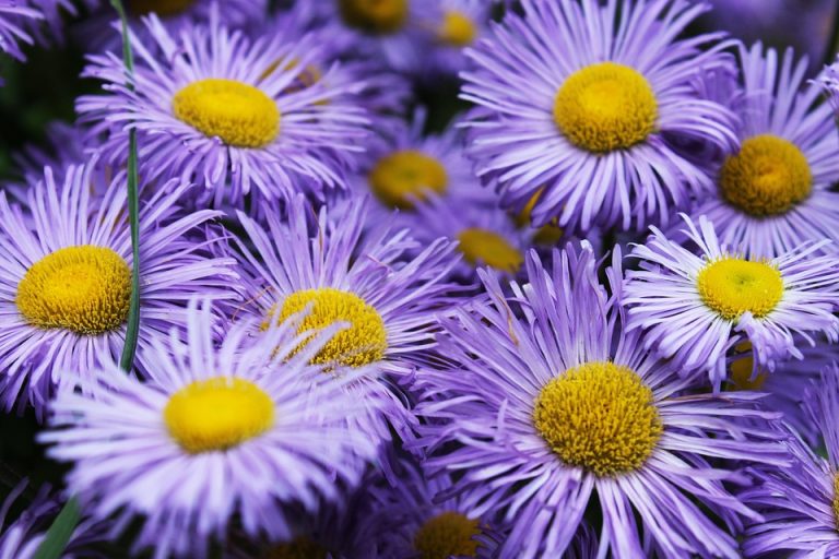 Best Of: Five Garden Secrets for Cultivating Inner Stillness Best Of: Five Garden Secrets for Cultivating Inner Stillness