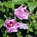Clever Eco How-To Deeply: Living Fences