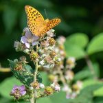 Poetic Guide to Whispering Gardens: Spring’s Breath in Every Petal