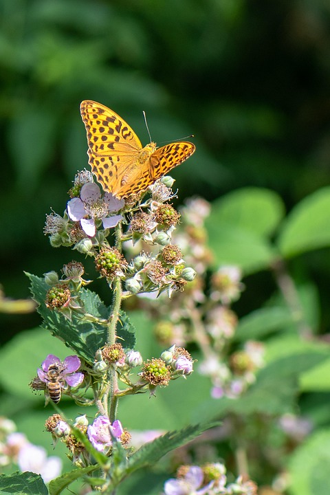 Poetic Guide to Whispering Gardens: Spring’s Breath in Every Petal