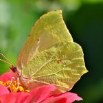 Eco How-To: Stalk Harmony