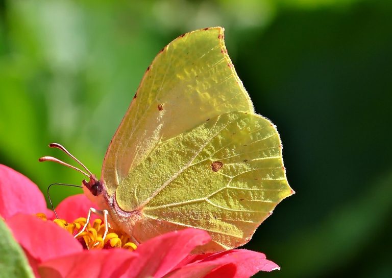 Eco How-To: Stalk Harmony