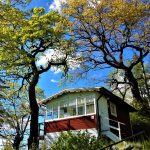 Eco How-To: DIY Skyward Vines