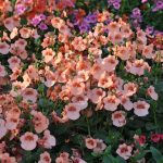 Eco How-To: Nurturing Edible Quiet Corners (5 words)