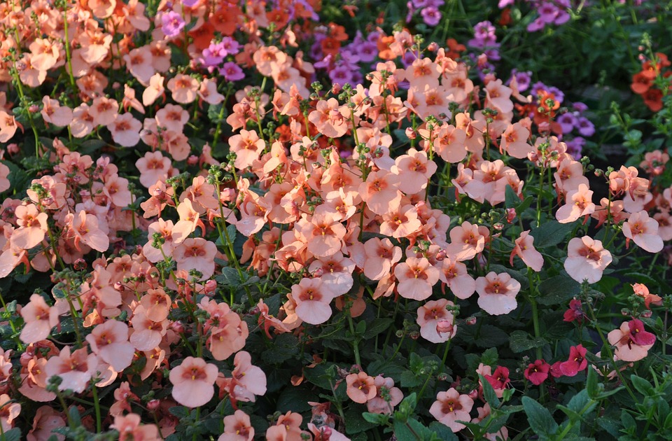 Eco How-To: Nurturing Edible Quiet Corners (5 words)