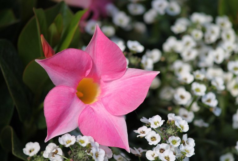 Top 5 Ideas: Balcony Paradises Unleashed Wild (5 words)