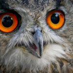 Top 5 Ideas: The Fifty Arbiters of Wind and Fennel’s Oath
