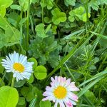 Turf Grass is Overrated. How to Grow an Alternative Lawn