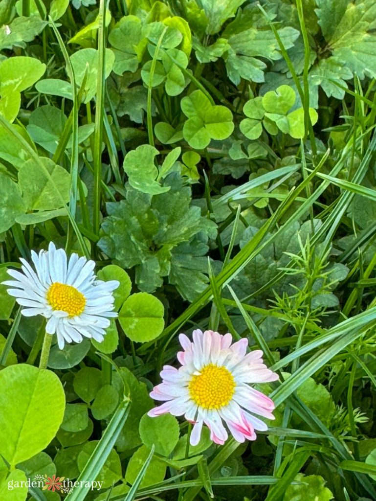 Turf Grass is Overrated. How to Grow an Alternative Lawn
