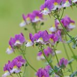 Symbolic Essay: Seedlings Singing Silent Love Stories (6 words)