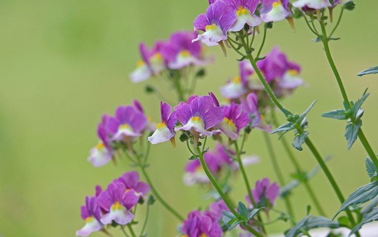 Symbolic Essay: Seedlings Singing Silent Love Stories (6 words)