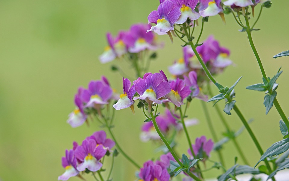 Symbolic Essay: Seedlings Singing Silent Love Stories (6 words)