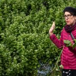 Make a Foraged, Immune-Boosting Pesto for Spring
