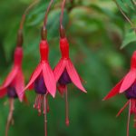 Poetic Guide: Whispers of Green, Wings of Hope