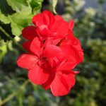 Poetic Guide: Moonlit Herb Sanctuary