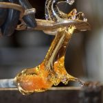 Poetic Guide: Seedling Escalanti Trailing Hormones