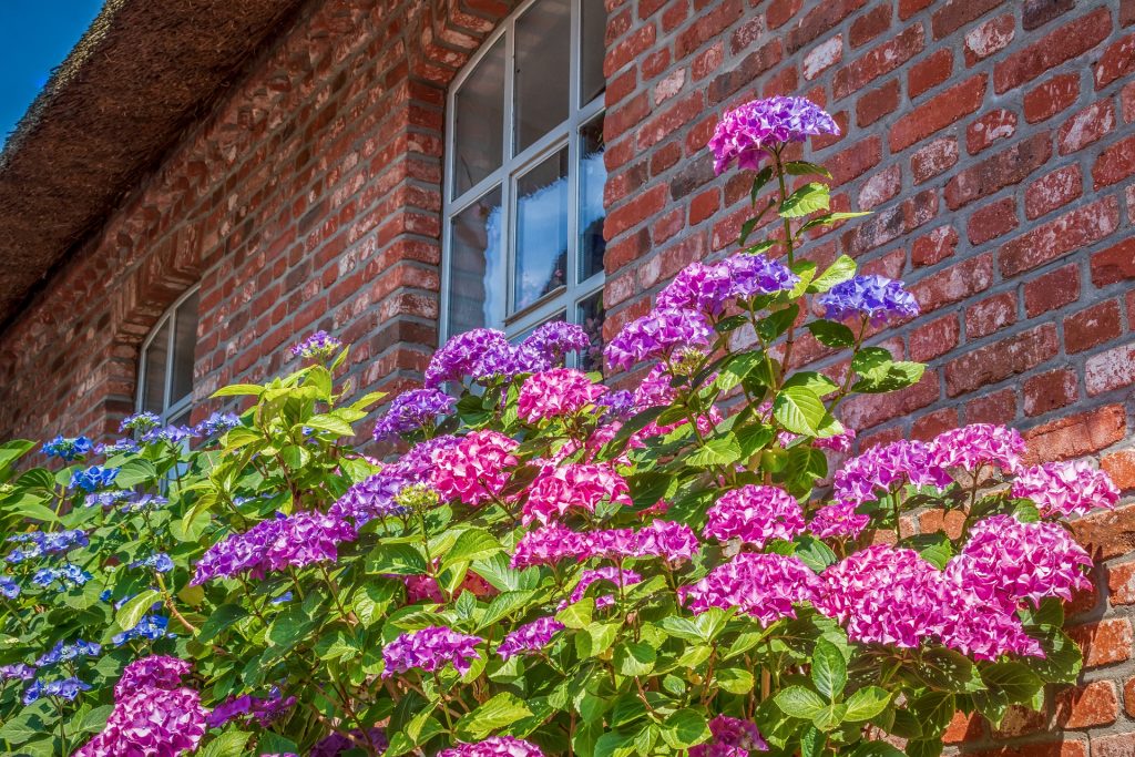 Garden Landscape Ideas for the Front of the House