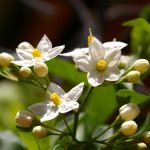 Poetic Guide: Transformed Sanctuary: Uprooted Roots, Nurtured Soil