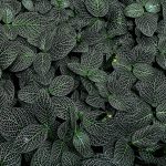 Symbolic Essay: The Leaves’ Silent Narration