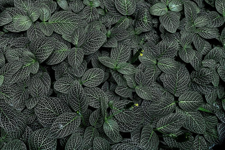 Symbolic Essay: The Leaves’ Silent Narration