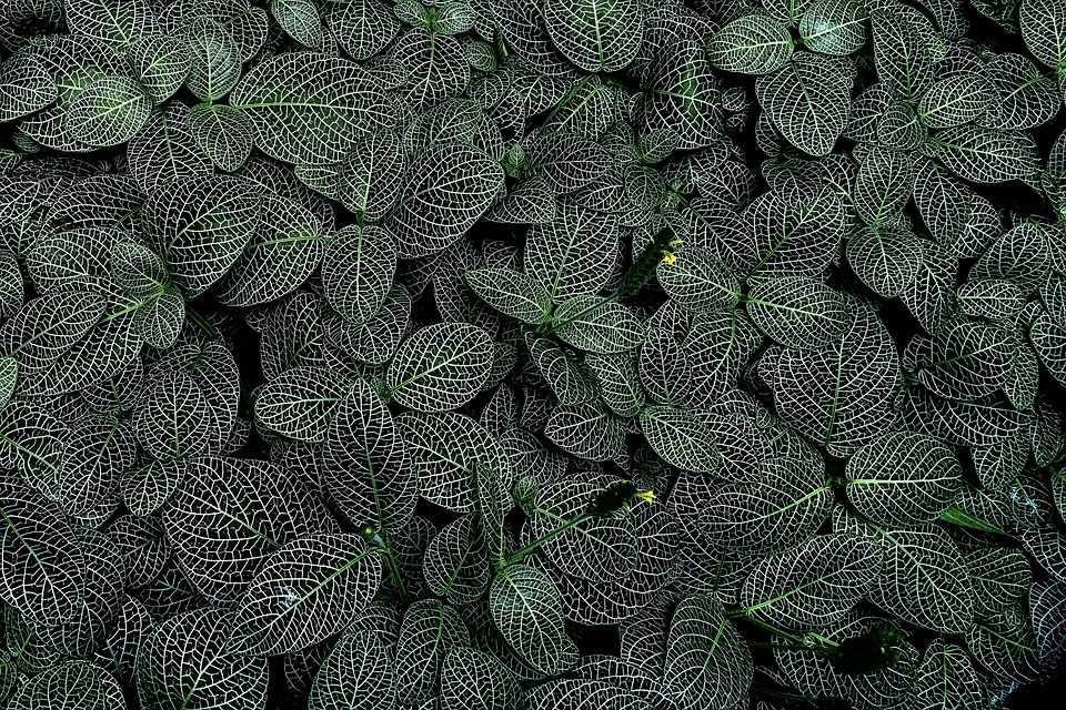 Symbolic Essay: The Leaves’ Silent Narration