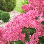 7 Front Yard Plants That Say More About You Than You Think 7 Front Yard Plants That Say More About You Than You Think