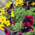 Best Of: Hidden Thyme, Midnight Blossoms