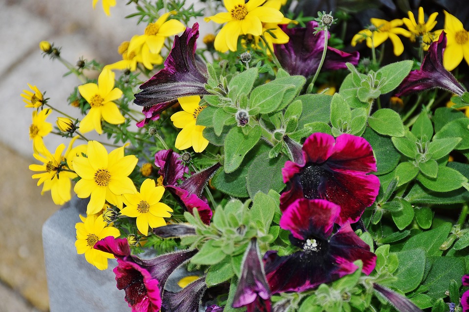 Best Of: Hidden Thyme, Midnight Blossoms