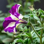 Poetic Guide: Cultivating Tranquility in Concrete Spaces (7 words)