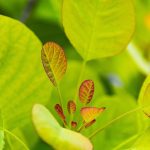 Eco How-To: Compost Kin & Root Chorus