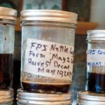 Fermented Plant Juice: A Drink Only a Garden Could Love