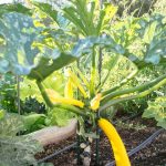 How to Stake and Prune Zucchini Plants (The Secret to a Better Crop)