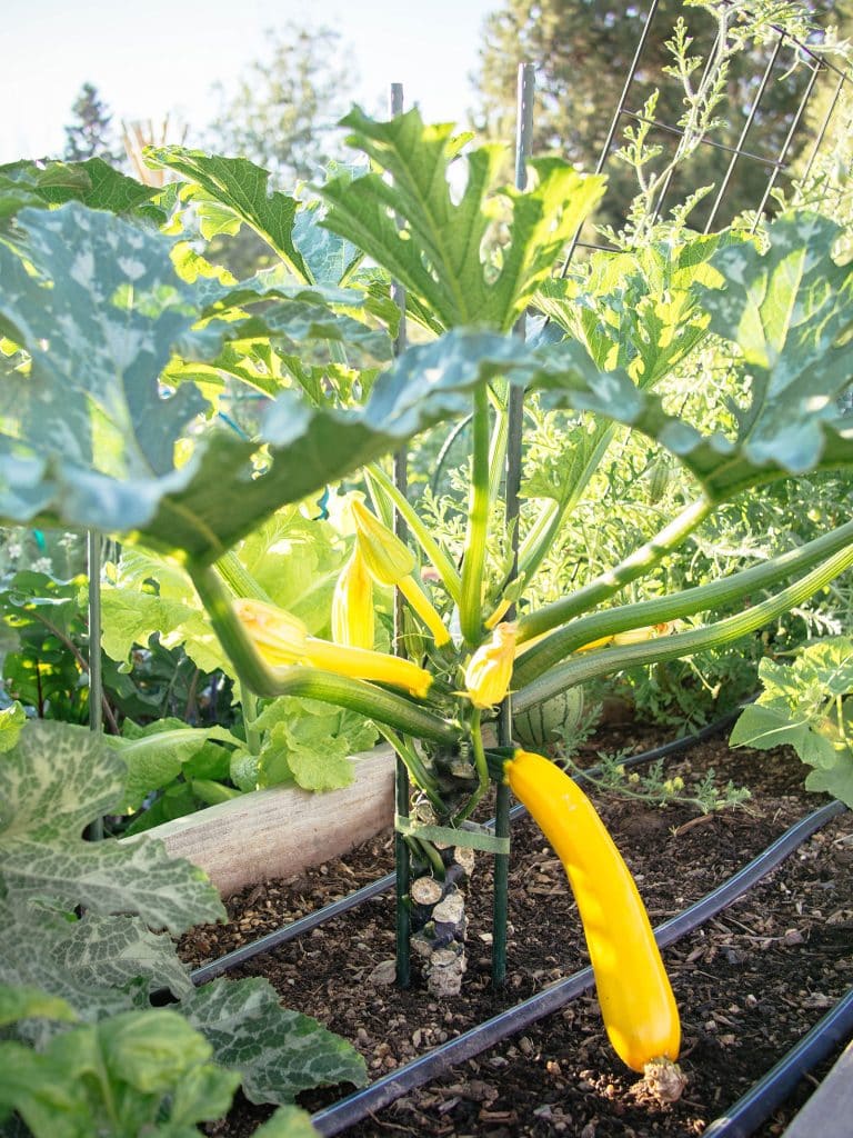 How to Stake and Prune Zucchini Plants (The Secret to a Better Crop)