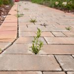 The Best Way To Use Vinegar To Kill Weeds – Fast & Easy